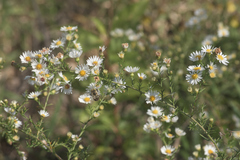 Symphyotrichum pilosum