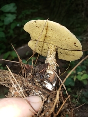 Suillus acidus