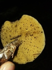 Suillus acidus