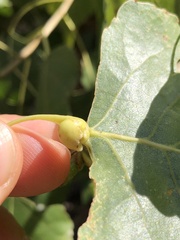 Pemphigus obesinymphae