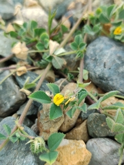 Medicago truncatula