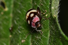 Alagoasa trifasciata