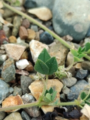 Medicago truncatula