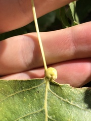 Pemphigus obesinymphae