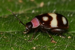Alagoasa trifasciata