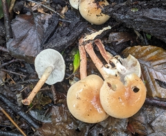 Hypholoma