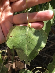 Pemphigus obesinymphae