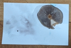 Hypholoma