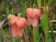 Sarracenia alata