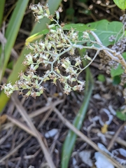 Brachyglottis repanda