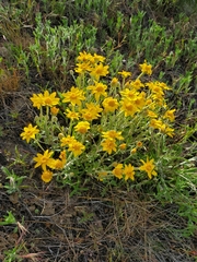 Eriophyllum lanatum