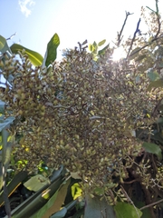 Brachyglottis repanda