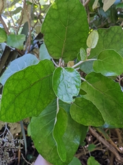 Brachyglottis repanda