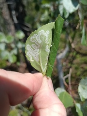 Ipimorpha pleonectusa