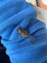 Neocicada hieroglyphica