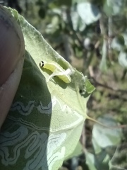 Ipimorpha pleonectusa