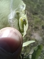 Ipimorpha pleonectusa