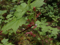 Ribes laxiflorum