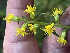 Solidago erecta