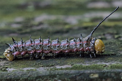 Anisota virginiensis