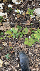 Potentilla canadensis