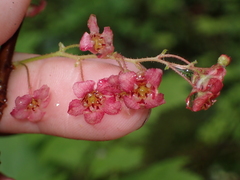 Ribes laxiflorum