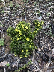 Hibbertia exutiacies