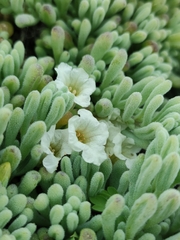 Nolana crassulifolia