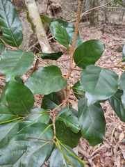 Cryptocarya macdonaldii