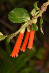 Macleania bullata