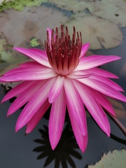 Nymphaea rubra