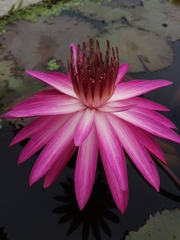 Nymphaea rubra