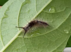 Dasychira chekiangensis