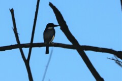 Todiramphus macleayii