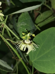 Passiflora