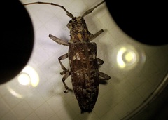 Monochamus carolinensis