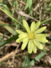 Pyrrhopappus carolinianus