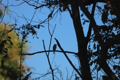 Todiramphus macleayii