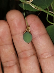 Passiflora