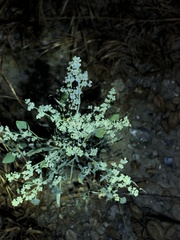 Chenopodium berlandieri