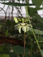 Passiflora