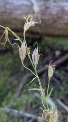 Anticlea occidentalis