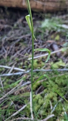 Anticlea occidentalis