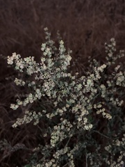 Chenopodium berlandieri