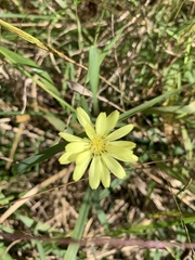 Pyrrhopappus carolinianus