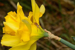 Narcissus pseudonarcissus