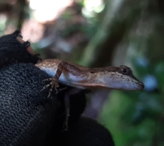 Anolis rodriguezii