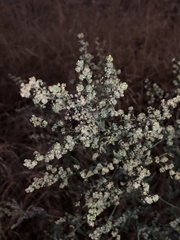 Chenopodium berlandieri