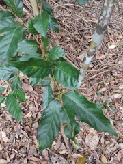 Cryptocarya macdonaldii
