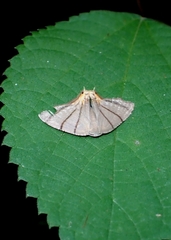 Orudiza protheclaria